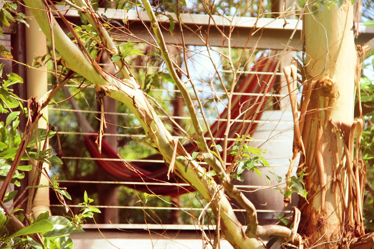gallery-gum-tree-and-hammock